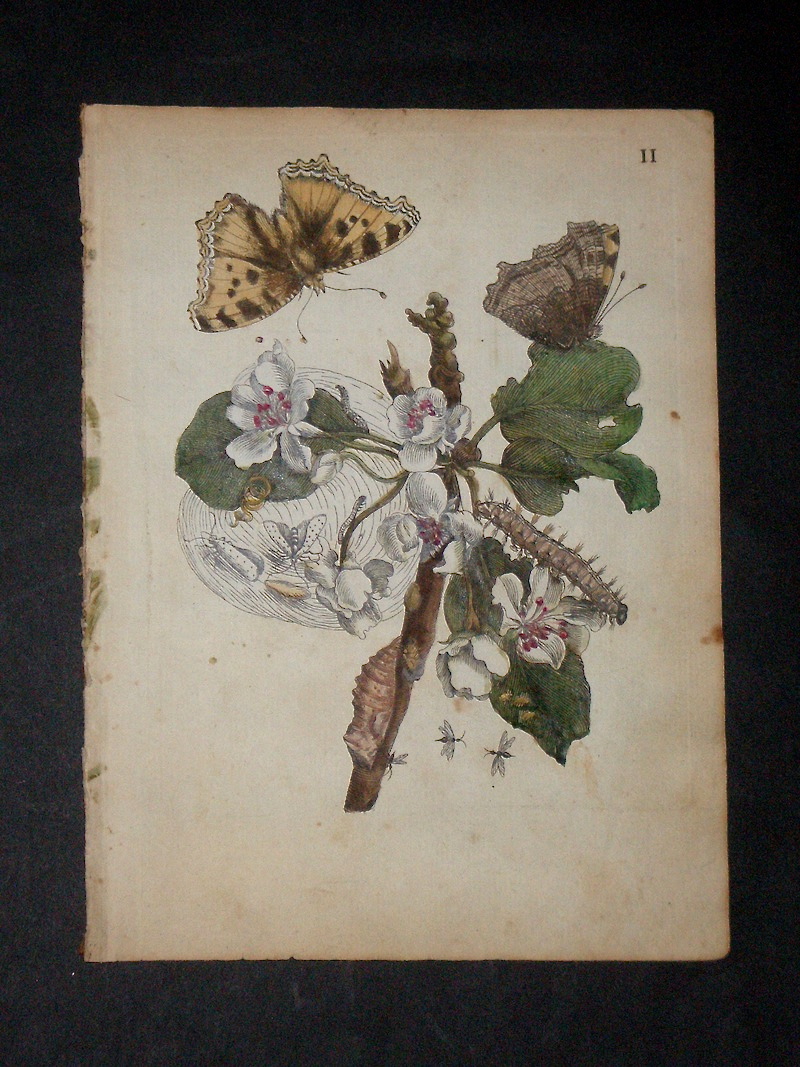 Fine Art Gallery features Rare Books, Antique Prints and Vintage Posters. Botany Prints and Engravings. Botanical Hand Colored Copperplate Engravings by Sibylla Merian.