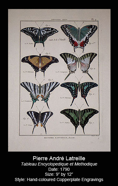 Latreille Antique Butterfly Prints