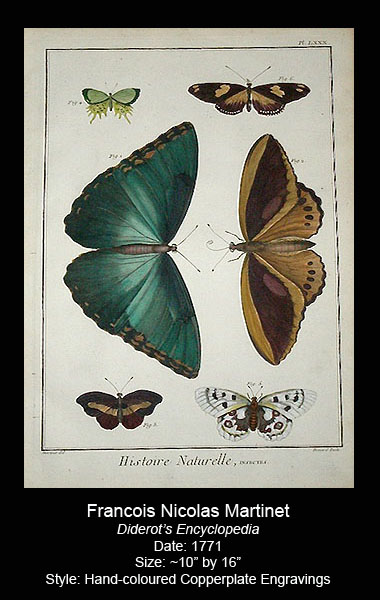 Martinet Antique Butterfly Prints