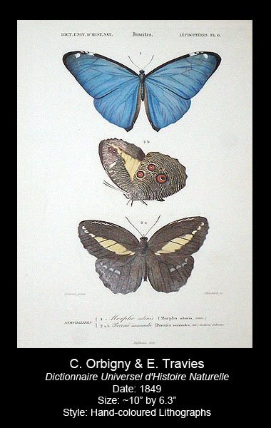 Orbigny and Travies Antique Butterfly Prints