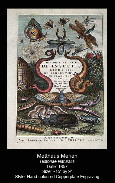 Merian Antique Butterfly Prints