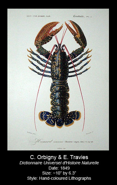 Orbigny and Travies Antique Crustacean Prints
