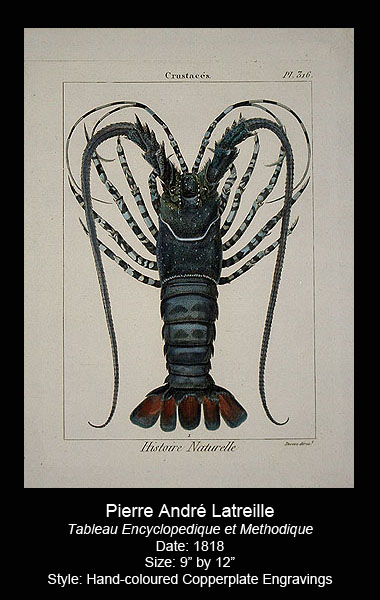 Latreille Antique Crustaceans Prints