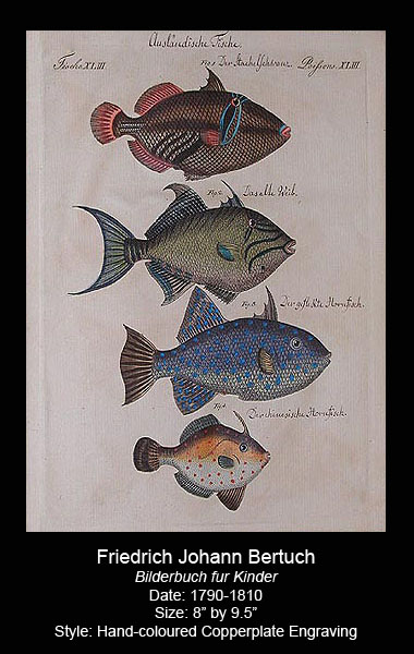 Bertuch Antique Fish Prints