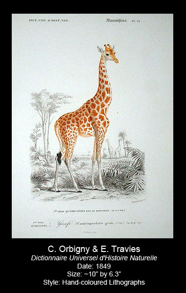 Orbigny and Travies Antique Mammal prints