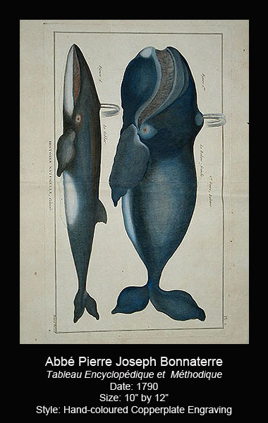 Bonnaterre Antique Whale and Dolphin Prints