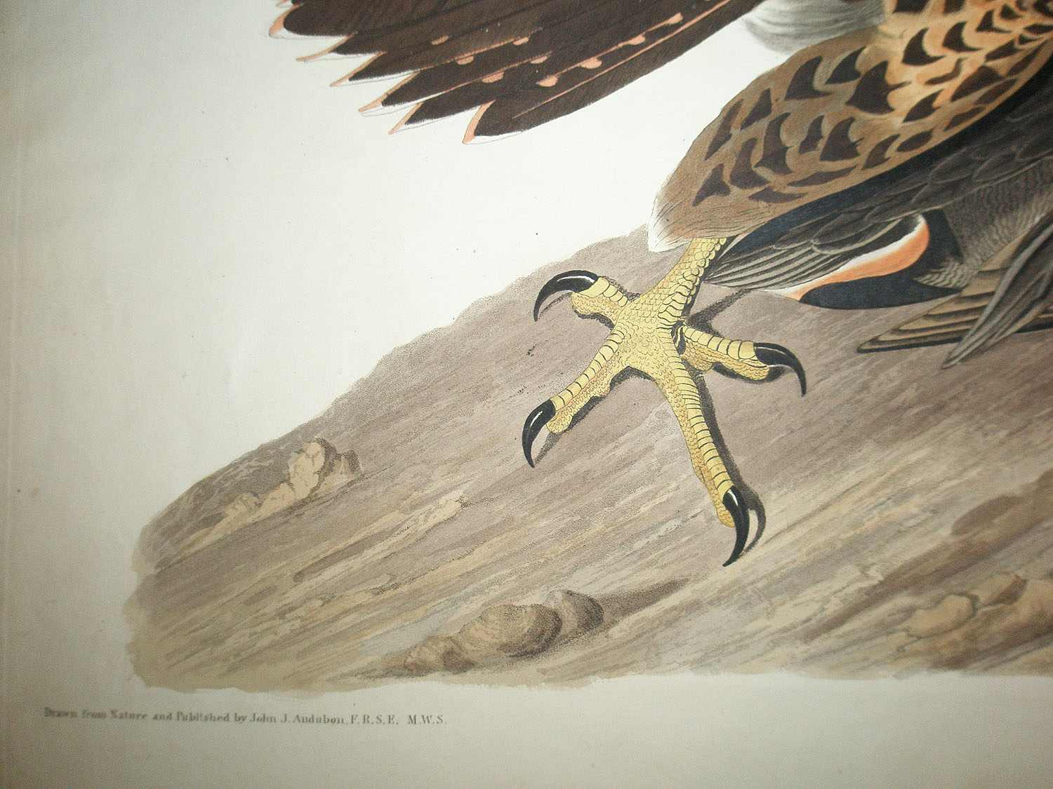 Antique 1900s Exotic Birds Finches Ornithology German Chromolithograph