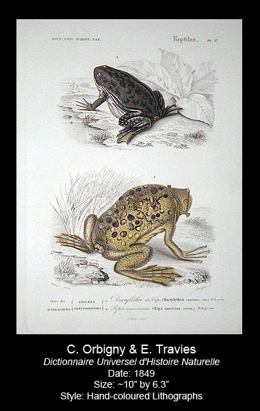 Orbigny and Travies Antique Amphibian Prints