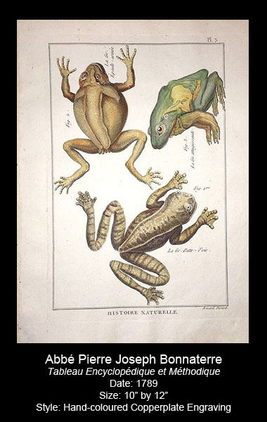 Bonnaterre Antique Amphibian Prints
