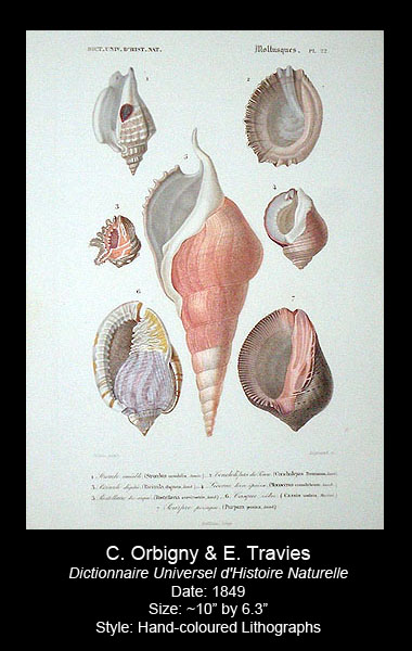 Orbigny and Travies Antique Shell Prints