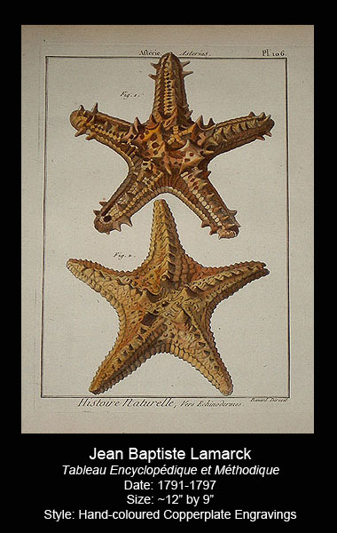 Lamarck Antique Starfish and Coral prints