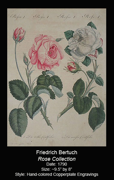 Bertuch Antique Rose Print Collection