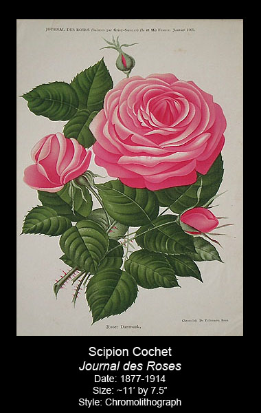Antique Rose Print Collection