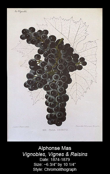 Antique Wine Print Collection