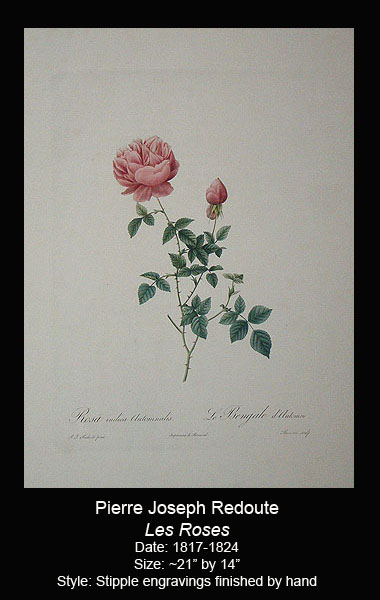 Redoute Original Antique Folio Rose Prints