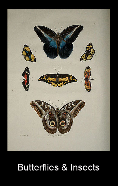 Vasari Gallery Butterfliy and Insect Prints