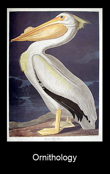Vasari Gallery Ornithology Prints