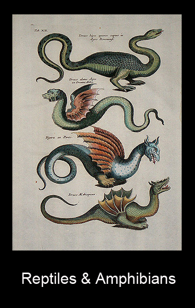 Vasari Gallery Reptile and Amphibian Prints