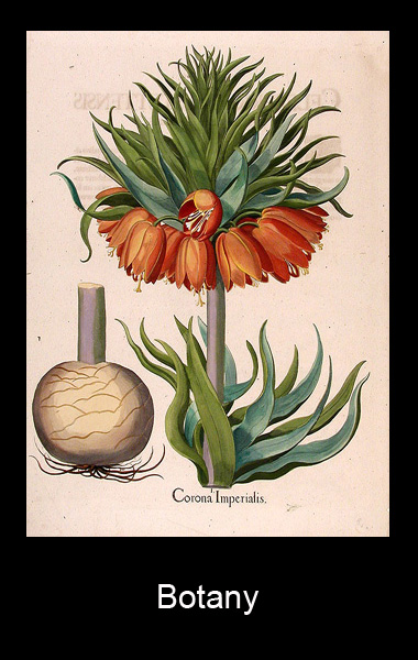 Vasari Gallery Botany Prints