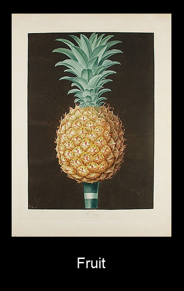 Vasari Gallery Fruit Prints