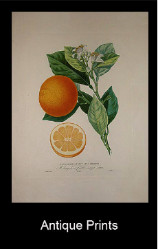 Rare Antique Prints & Egravings