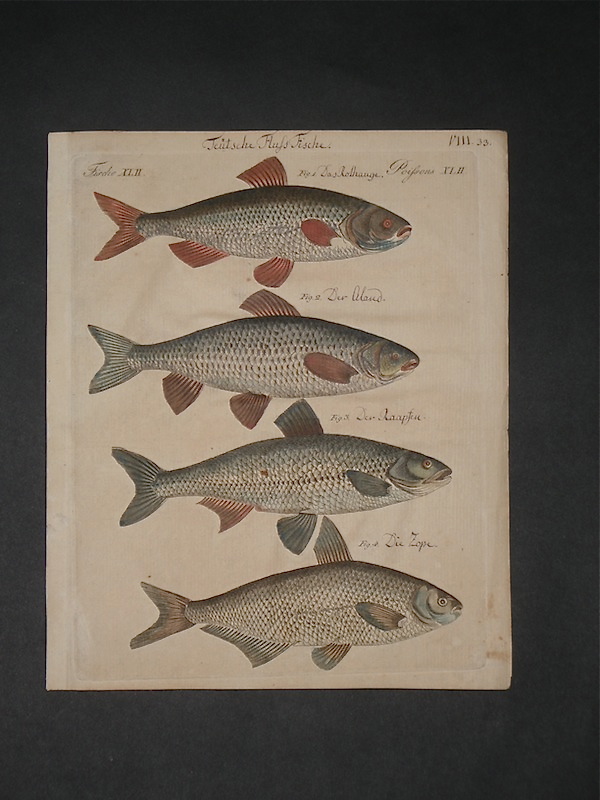 Vasari Fine Art Gallery. Antique Fish and Crustaceans Prints